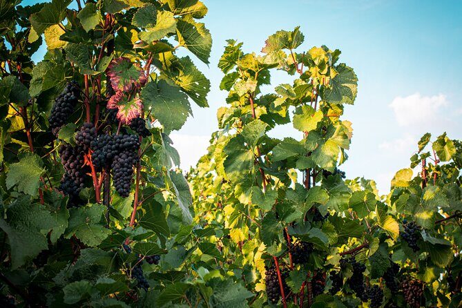 Full Day Private Tour to Kutná Hora with Wine Tasting - The Transportation and Logistics