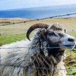 Full Day Private Westman Island Tour from Reykjavik - The Sum Up