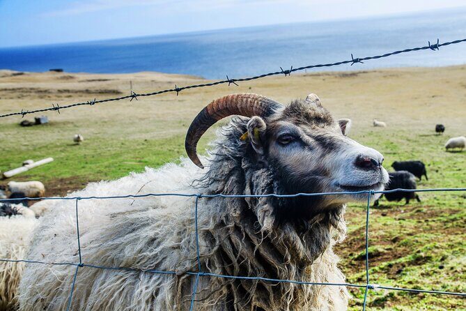 Full Day Private Westman Island Tour from Reykjavik - The Sum Up