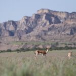 Full-Day Private Wilderness Tour in Vashlovani National Park - Additional Comforts & Practical Details