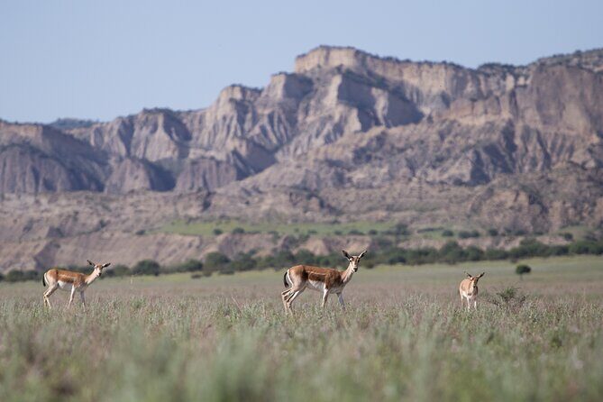 Full-Day Private Wilderness Tour in Vashlovani National Park - Additional Comforts & Practical Details