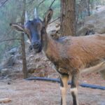 Full Day Samaria Gorge 10-Mile Walking Tour - The Sum Up