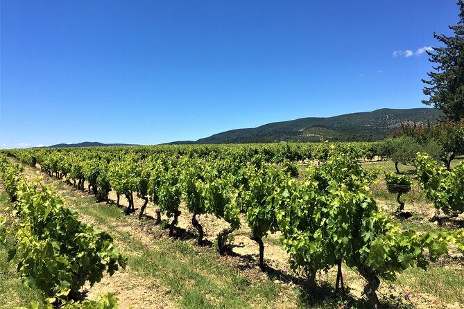 Full-Day Wine Tour around Luberon from Marseille - What Makes This Tour Stand Out?