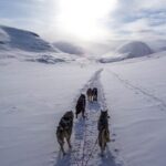 Fun & Easy Dog Sledding Adventure - Early Bird Tour - Who Would Love This Tour?