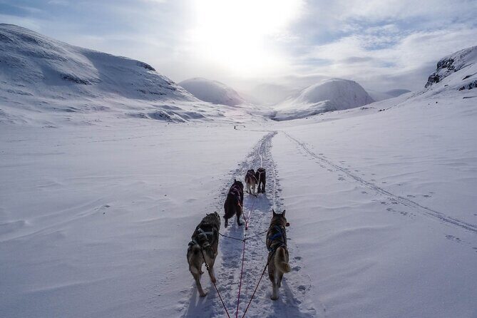 Fun & Easy Dog Sledding Adventure - Early Bird Tour - Who Would Love This Tour?