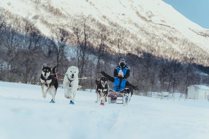Fun & Easy Dog Sledding Adventure - Noon Tour - Authenticity and Review Highlights