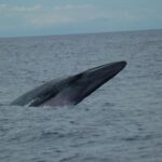 Funchal: Dolphin and Whale Watching Catamaran Cruise - Who Will Benefit Most?