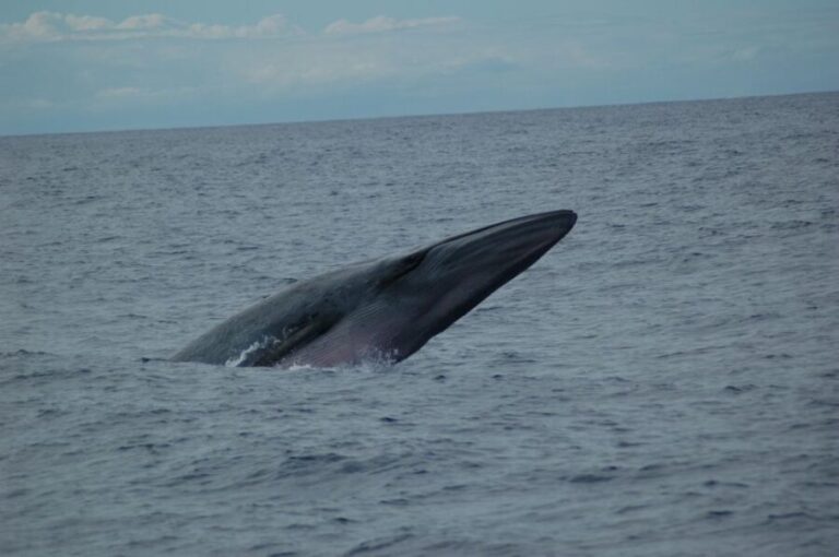 Funchal: Dolphin and Whale Watching Catamaran Cruise - Who Will Benefit Most?