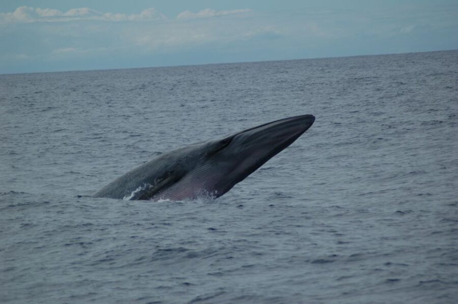 Funchal: Dolphin and Whale Watching Catamaran Cruise - Who Will Benefit Most?