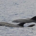 Funchal: Guarantee Wild Dolphin&Whale Watching by RIB - Practical Details: From Booking to Return