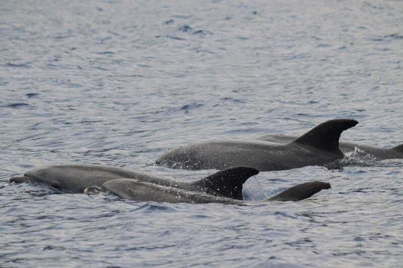 Funchal: Guarantee Wild Dolphin&Whale Watching by RIB - Practical Details: From Booking to Return