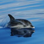 Funchal: Whale and Dolphin Watching Speed Boat Tour - Why Choose This Tour?