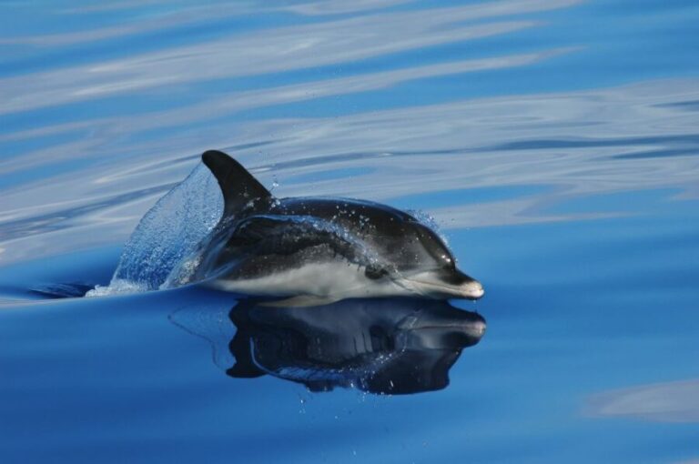Funchal: Whale and Dolphin Watching Speed Boat Tour - Why Choose This Tour?