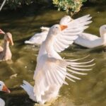 Gallura: Picnic on a Farm with Animals - Detailed Breakdown of the Itinerary