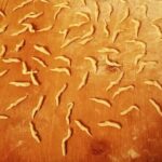 Genoese cooking lesson in the with lunch in the terrace - Why You Should Consider This Tour