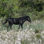 Genoni: discover the Giara Park - The Practicalities: What You Need to Know