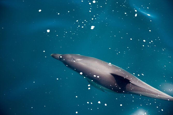 Gibraltar Dolphin Adventure - Is This Tour Worth It?