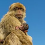 Gibraltar Inside Out Extended Tour 2.30hrs - The Experience in Practice