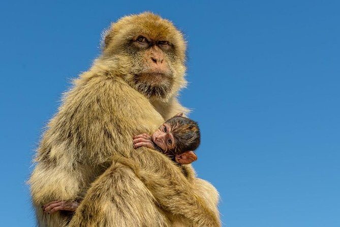 Gibraltar Inside Out Extended Tour 2.30hrs - The Experience in Practice