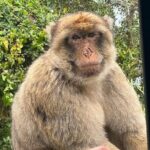 Gibraltar, Mijas and Marbella Private Tour From Malaga Province - Iconic Landmarks: Pillars of Hercules and Top of the Rock