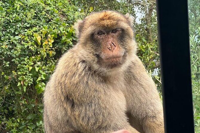 Gibraltar, Mijas and Marbella Private Tour From Malaga Province - Iconic Landmarks: Pillars of Hercules and Top of the Rock