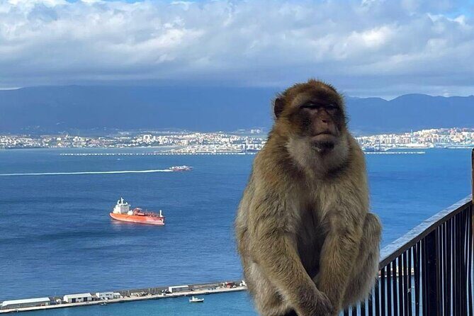 Gibraltar Private Daytrip From Malaga - What’s Included and What to Consider