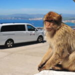 Gibraltar: Private Highlights Tour with Entry Tickets - The Pillars of Hercules: Where Europe Meets Africa