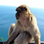 Gibraltar private tour from Marbella or Malaga - What the Reviews Say