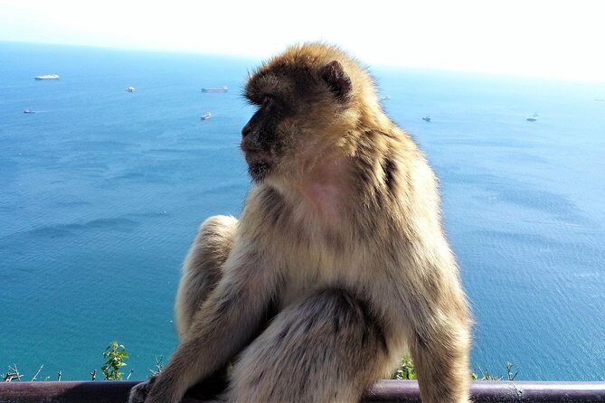 Gibraltar private tour from Marbella or Malaga - What the Reviews Say