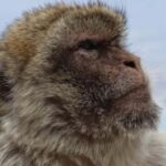 Gibraltar Shore Excursion: The Original Rock & Caves Tour - What to Expect in Terms of Logistics