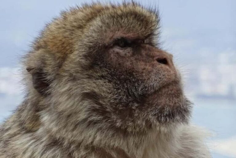 Gibraltar Shore Excursion: The Original Rock & Caves Tour - What to Expect in Terms of Logistics