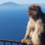 Gibraltar Sightseeing : Classic Rock Tour plus World War 2 Tunnels (Private) - FAQs