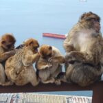 Gibraltar Sightseeing : Classic Shore Excursion (Private) - What to Expect from This Tour