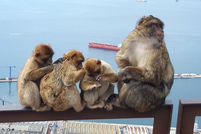 Gibraltar Sightseeing : Classic Shore Excursion (Private) - What to Expect from This Tour