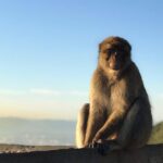 Gibraltar Sightseeing: Premium Rock Tour / Shore Excursion (Private) - Who Is This Tour Best For?