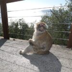Gibraltar Sightseeing Tour with Monkeys and Panoramic views - Detailed Breakdown of the Itinerary