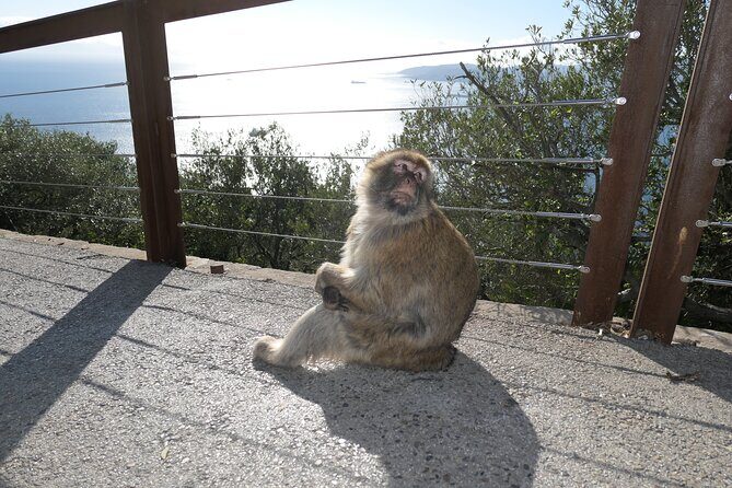Gibraltar Sightseeing Tour with Monkeys and Panoramic views - Detailed Breakdown of the Itinerary