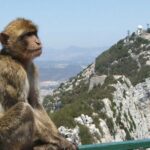 Gibraltar with St Michael Caves Guided Tour from Costa del Sol - Who Will Love This Tour?