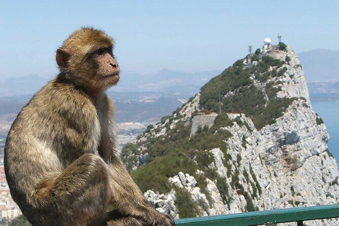 Gibraltar with St Michael Caves Guided Tour from Costa del Sol - Who Will Love This Tour?