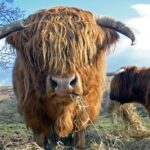 Glasgow Greenock Shore Excursion Stirling Castle & Highlands - Who Is This Tour Best Suited For?