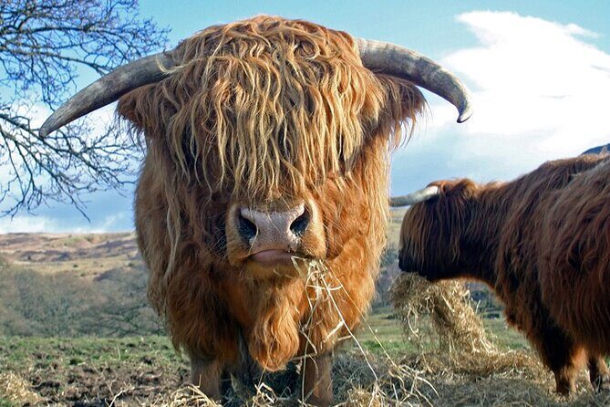 Glasgow Greenock Shore Excursion Stirling Castle & Highlands - Who Is This Tour Best Suited For?