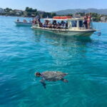 Glass boat cruises to spot turtles - What Guests Say: Authentic Insights