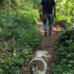 Glastonbury: Guided Tour of Avalon with Celtic Shaman - What’s Included and What to Consider