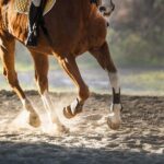 Golden Hour Gallop: Evening Ride in Paros - Practical Considerations and Tips