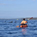 Golfo Aranci: Sunrise Dolphin Kayak Tour with Breakfast - The Journey Begins at Sunrise