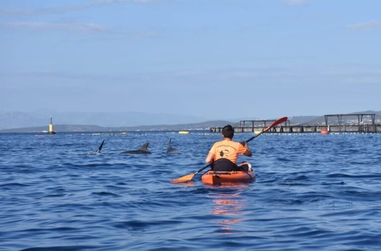 Golfo Aranci: Sunrise Dolphin Kayak Tour with Breakfast - The Journey Begins at Sunrise