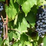 Gourmet Wine Tour San Gimignano Wine Tasting - San Quirico Winery - The Bottom Line: Is It Worth It?