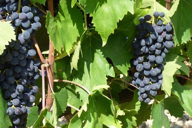 Gourmet Wine Tour San Gimignano Wine Tasting - San Quirico Winery - The Bottom Line: Is It Worth It?