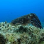 Gozo: Discover Scuba Diving Experience for Beginners - Practical Tips for a Smooth Experience