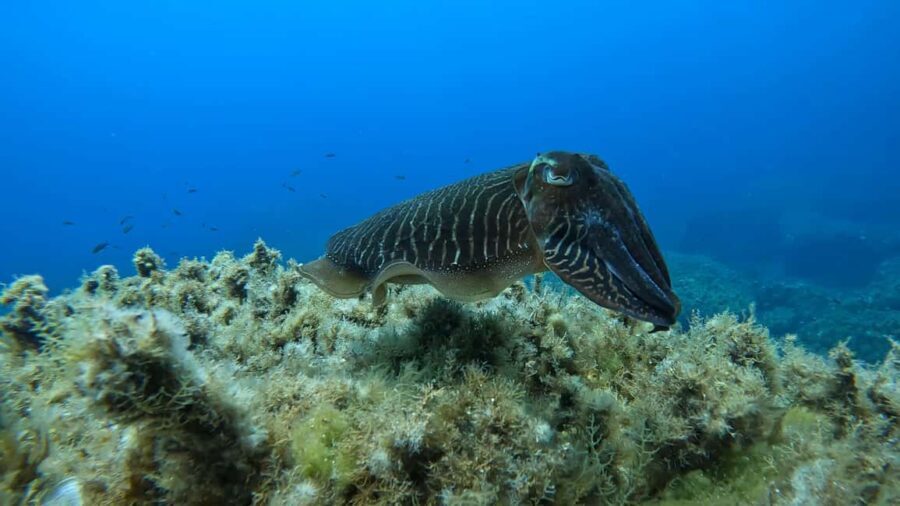 Gozo: Discover Scuba Diving Experience for Beginners - Practical Tips for a Smooth Experience